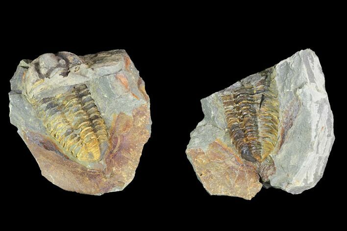 Fossil Calymene Trilobite Nodule - Morocco #100015